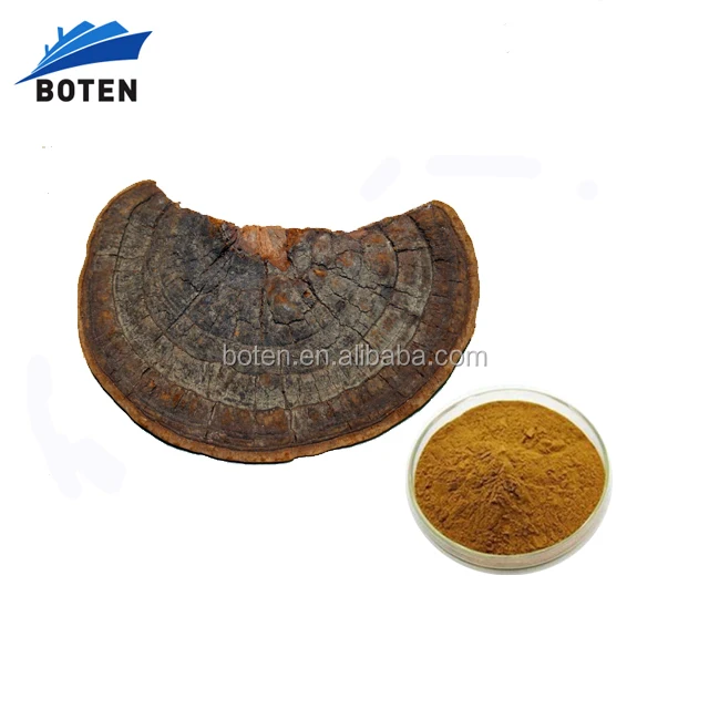 Pure Natural Willow Bracket Mushroom Extract Powder