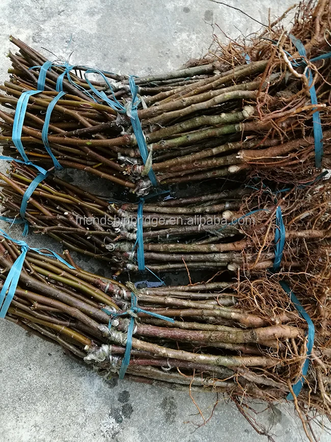 
Taiwan super sweet big green Jujube Seedlings 