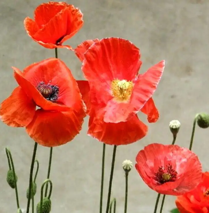 Natural new mixed Red Poppy Flowers Papaver rhoeas seeds for sowing in garden or park