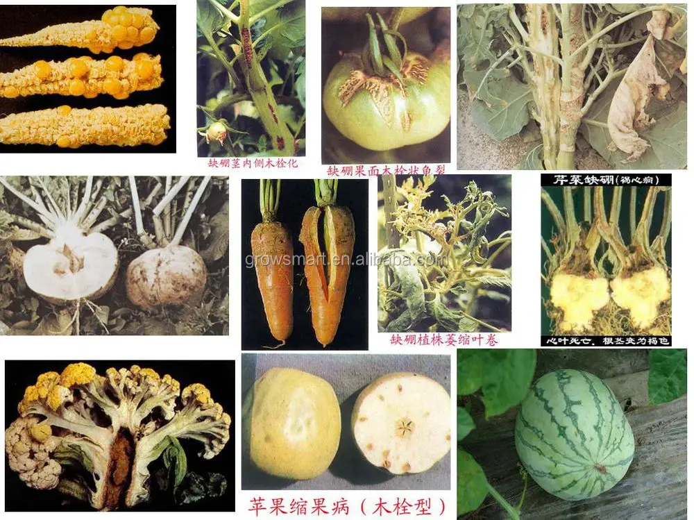 super september new product Sargassum Seaweed Fertilizer Organic Fertilizer For Agriculture Use