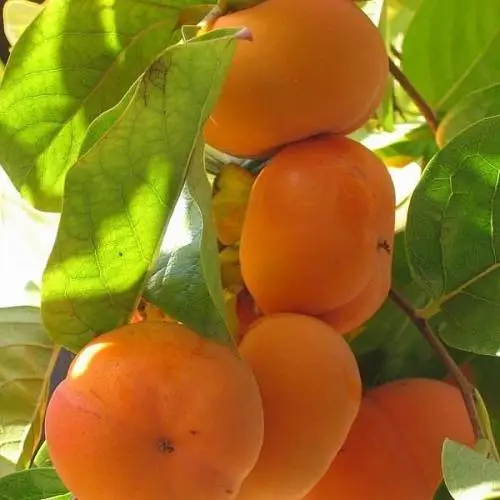 
Wholesale Excellent variety persimmon fruit seedling 