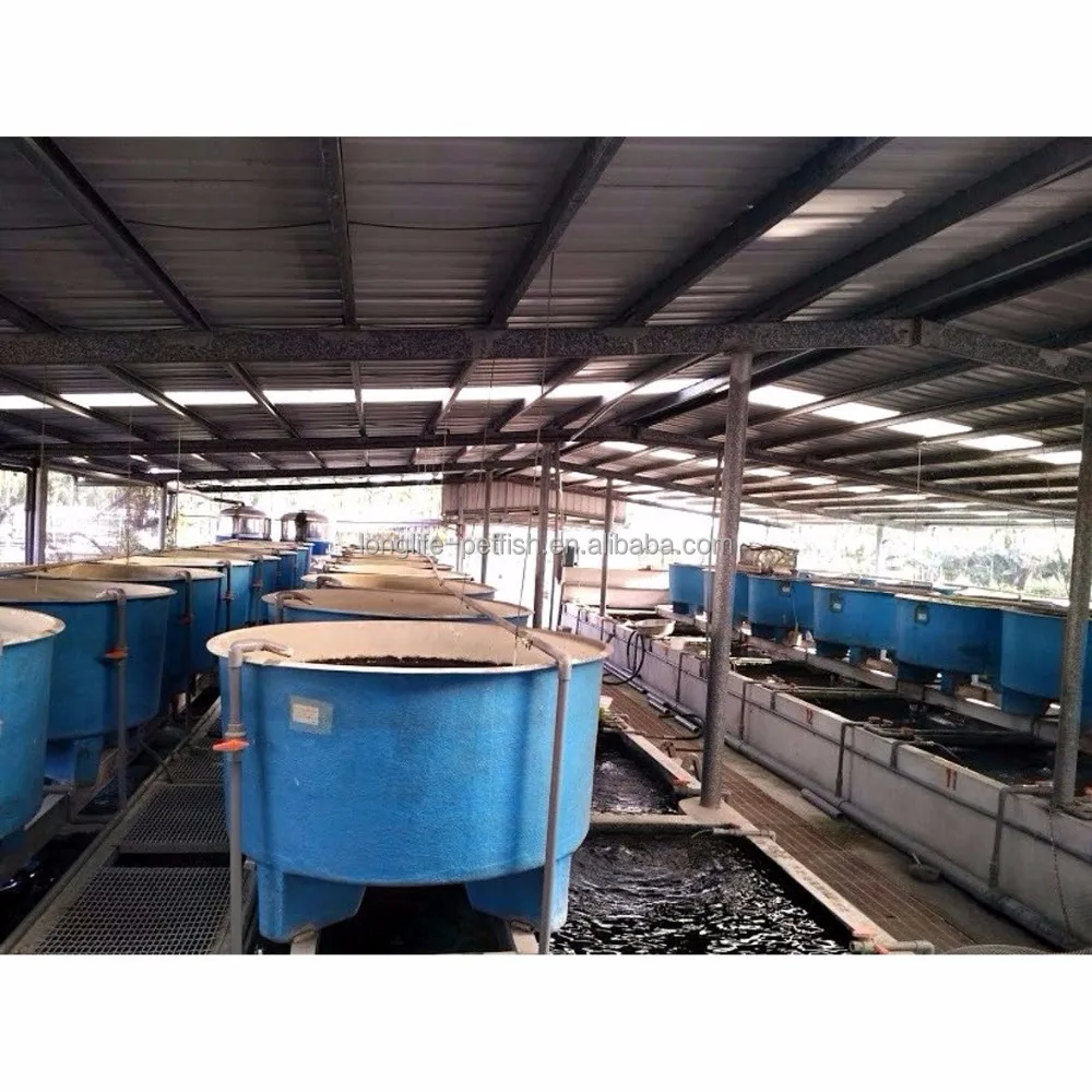 
Good Care Fish Imperial Tigress Cichlid 