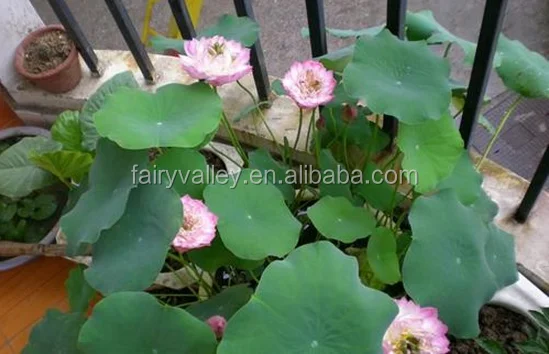 Высококачественные семена цветов лотоса, семена водяной лилии для выращивания и продажи