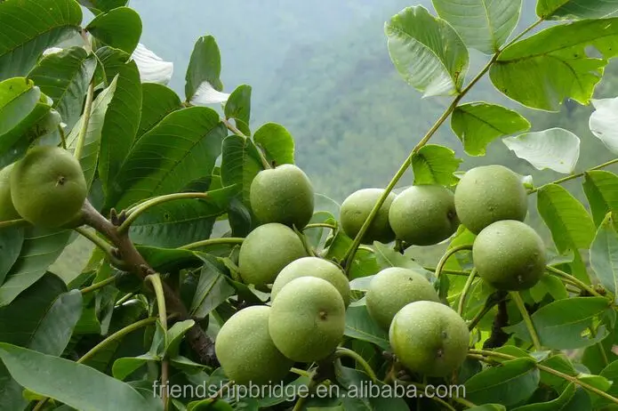 Саженцы ореховых орехов