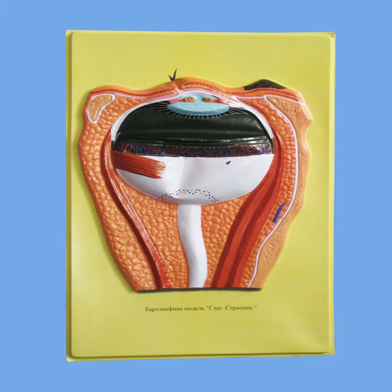 
Biology Teaching Aids Anatomical Bas Relief Model of Eye Structure 