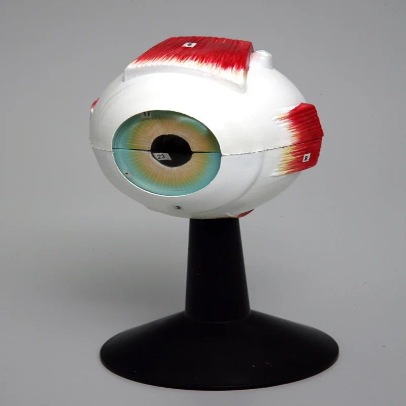
Enlarged Plastic Human Anatomical Eye Model 