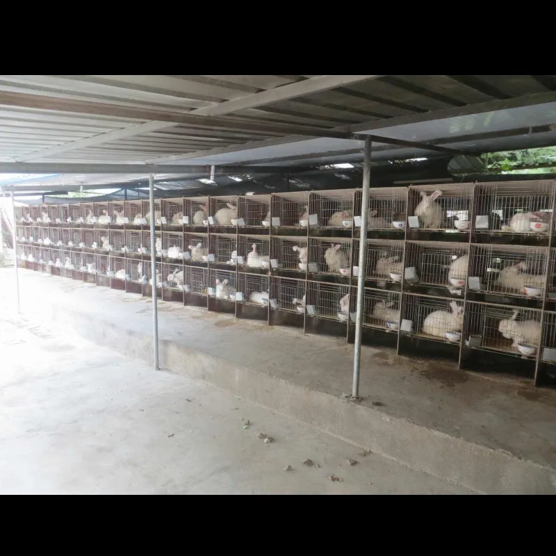 Hot Sale for China Standard Rabbit Layer Cage(ISO9001) with Automatic Machine