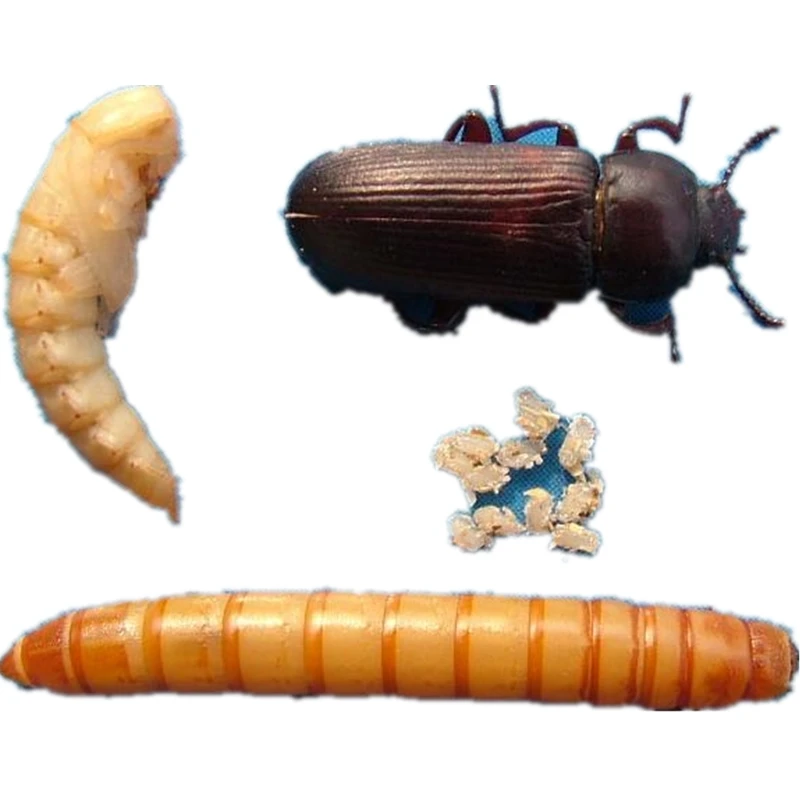 DRIED MEALWORMS Wild Birds Food 75g DRIED MEAL WORMS