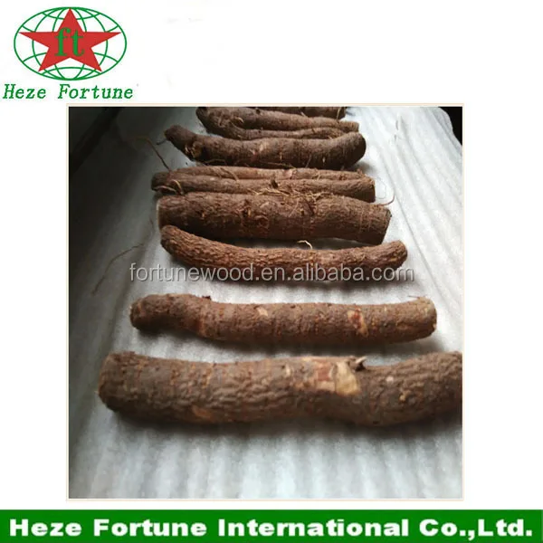 paulownia hybrid 9501 root paulownia planting