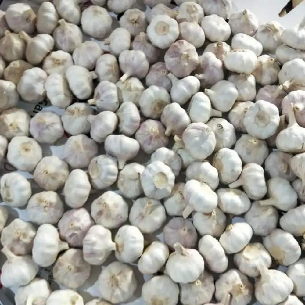 
small size garlic normal white garlic chinese garlic factory 