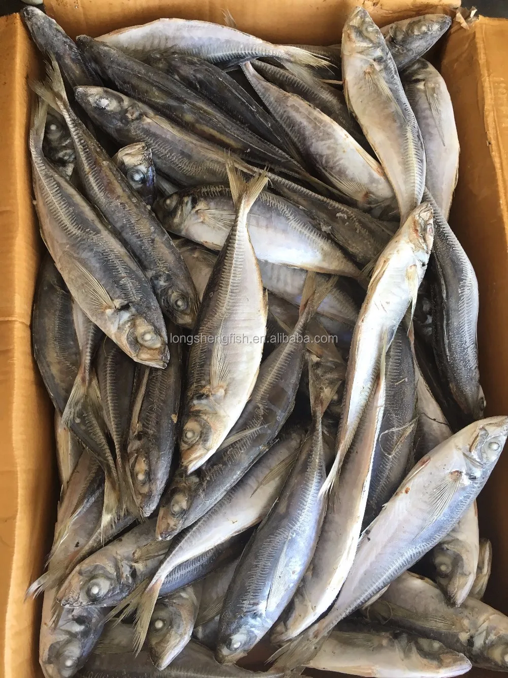 
Hot Selling Cheap Price Trachurus Japonicus Frozen Horse Mackerel 