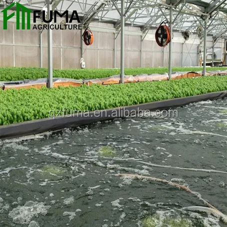 Aquaponic System Greenhouse Vegetable Cultivation Aquaponics Fish Tank