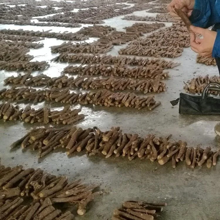 
fast grow Pao tong shantong elongata paulownia hybrid fortunei x tomentosa hybrid cut root for planting 