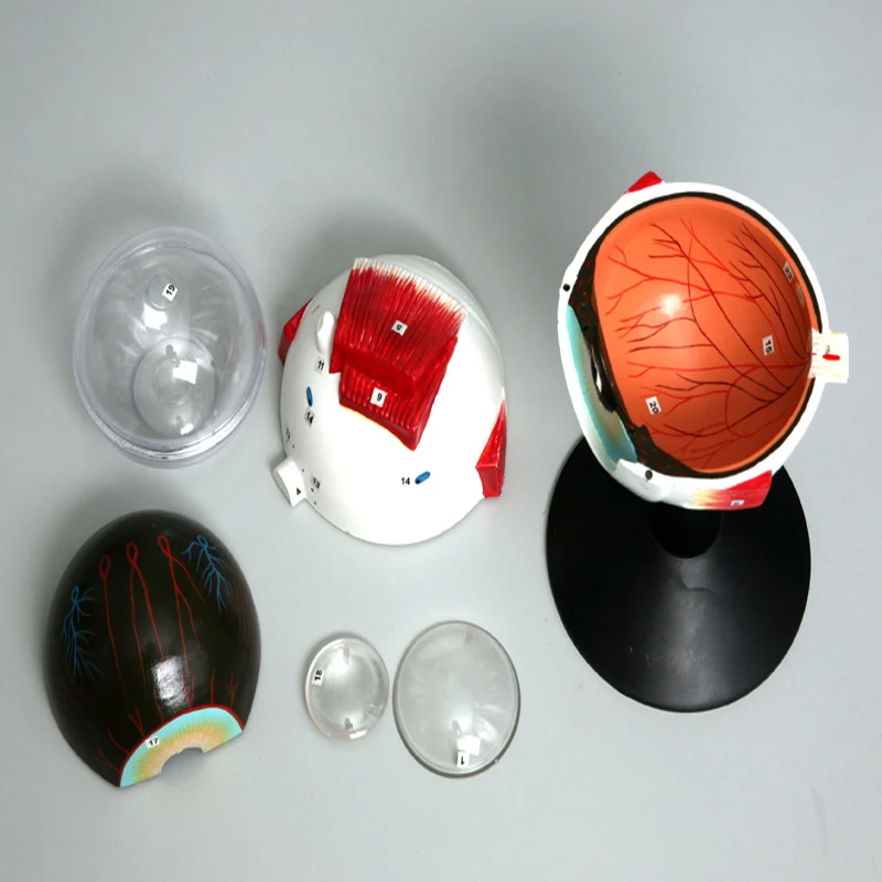
Enlarged Plastic Human Anatomical Eye Model 