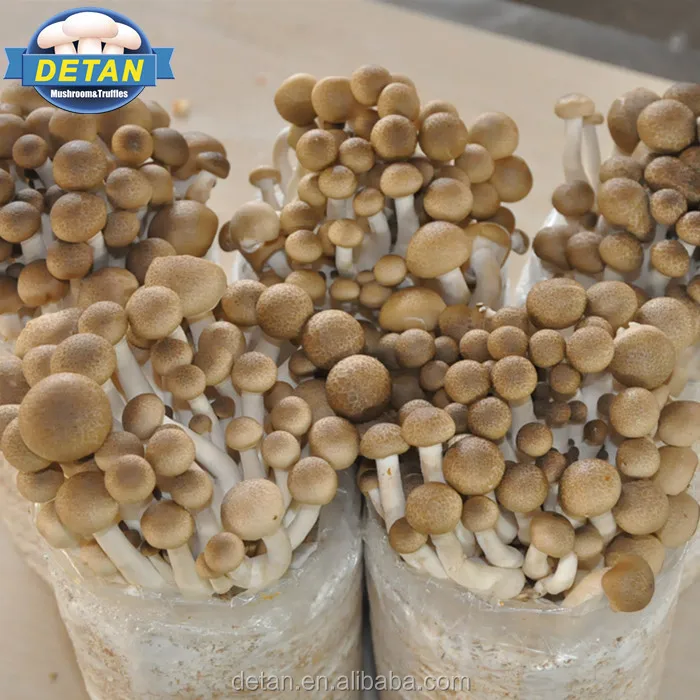 
Detan Brown Shimeji Indoor Grow Mushroom Grow Room/Grow Tent Kits 