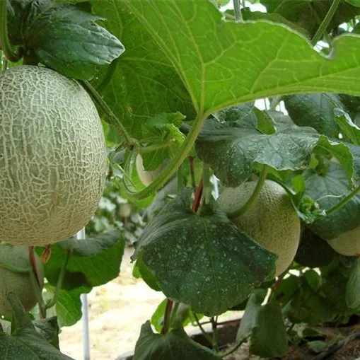 Orange flesh strong growth anti wilt disease hybrid musk melon seeds