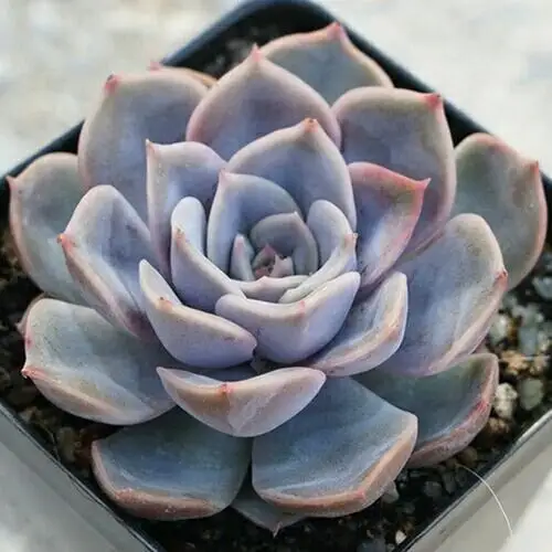 Echeveria Lidia (echeveria fiona) succulent bonsai