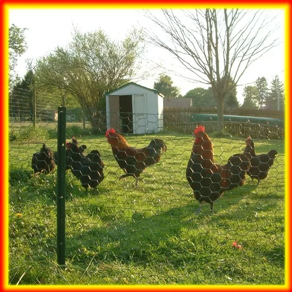 China supplier Galvanized Hexagonal Wire Mesh/Hexagonal metal mesh/anping hexagonal mesh