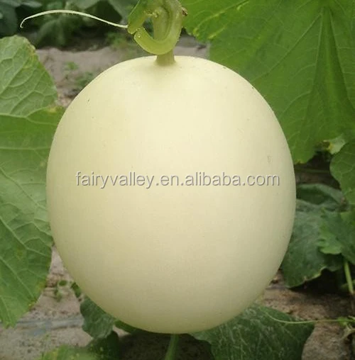 Hybrid F1 White Sweet Melon Seeds For Growing-Snow Red Honey No.3 F1