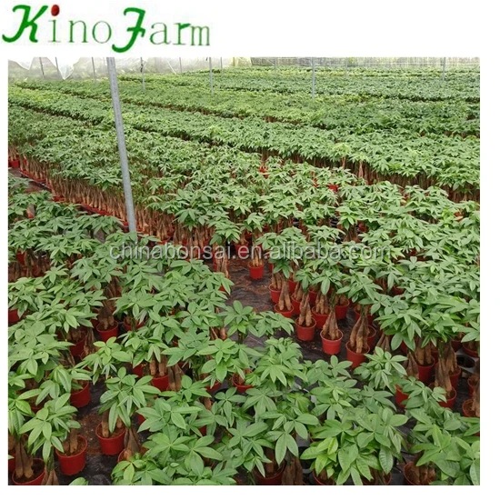 Indoor Plant Pachira