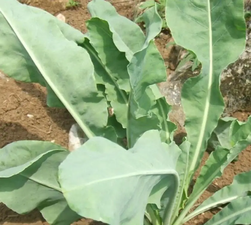 Натуральные Сушеные Семена Isatis indogotica Fort для сельского хозяйства, 1 кг