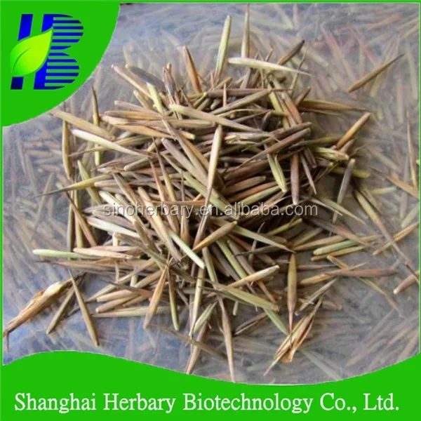 High Sprouting Rate Bambus Seeds/Bamboo Seeds For Cultivating