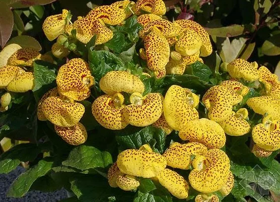 Гибридные F1 калцеолария семена цветов для посадки