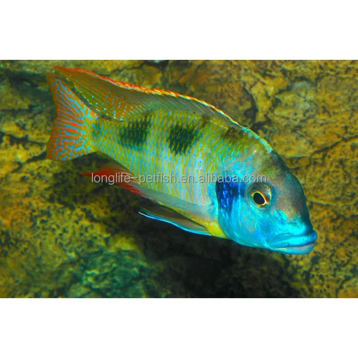 
Otopharynx Tetrastigma Freshwater Fish In Taiwan 