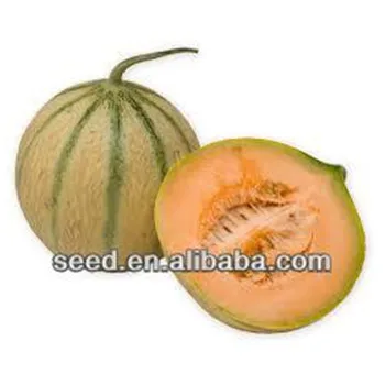Wide stripe sweet melon seeds for sale