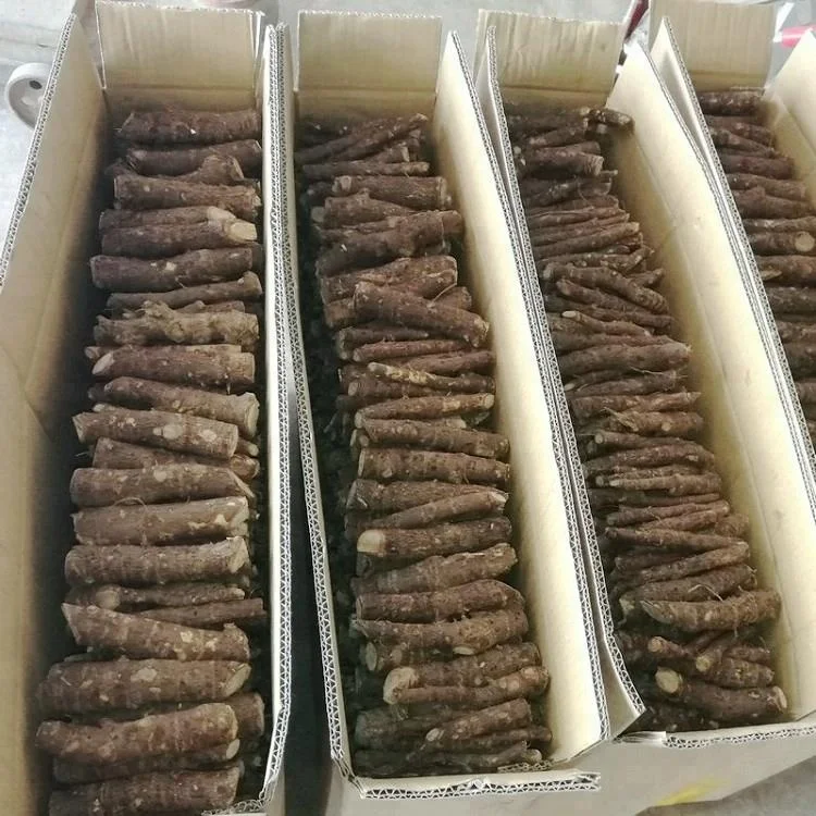 intercropping and cold resistant hybrid paulownia root for wood planting