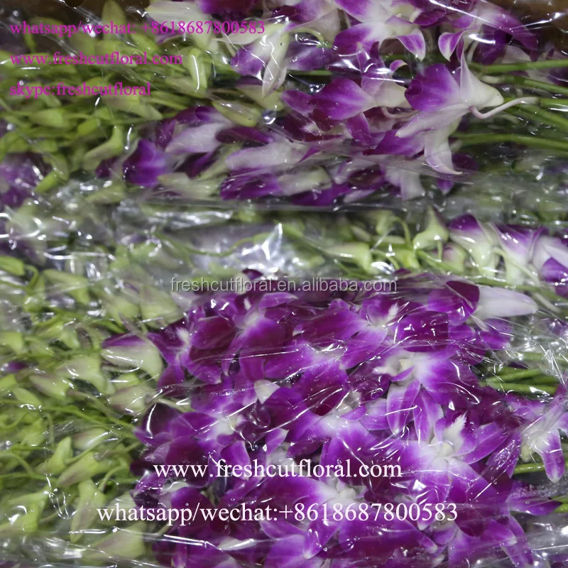 Best Wholesale Business Orchid Phalaenopsis And Natural Fresh Cut Flowers For Home Usage