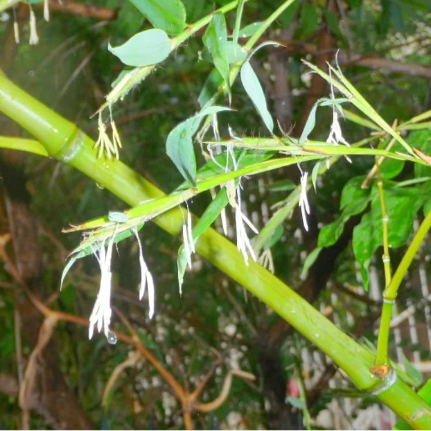 
S106 Ban zhu 200g per bag Hot Sale 100% Natural Plant Mottled Bamboo Seeds 