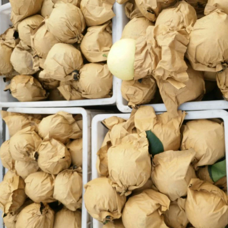 Fresh crown pears 200-250g 250-350g 60-85mm sales