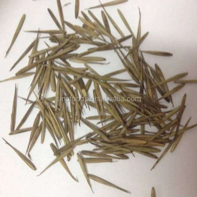
zi zhu zhong zi high germination black bamboo seeds 