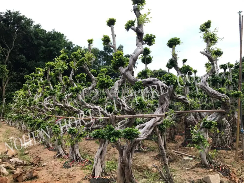  Фикус микро карпа в форме S фикус бонсай декоративные растения для сада