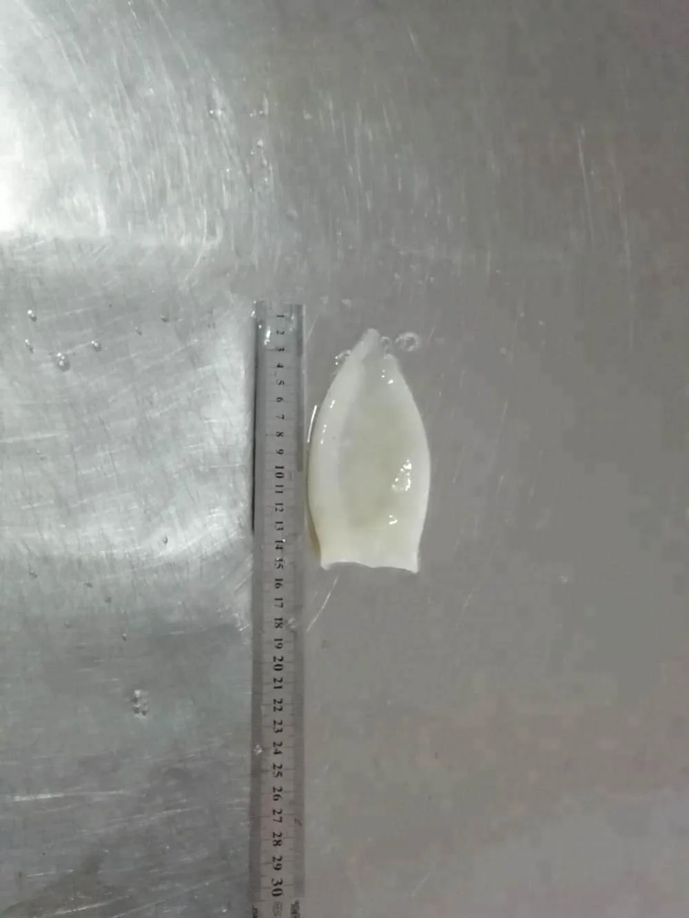 frozen squid tube todarodes pacificus