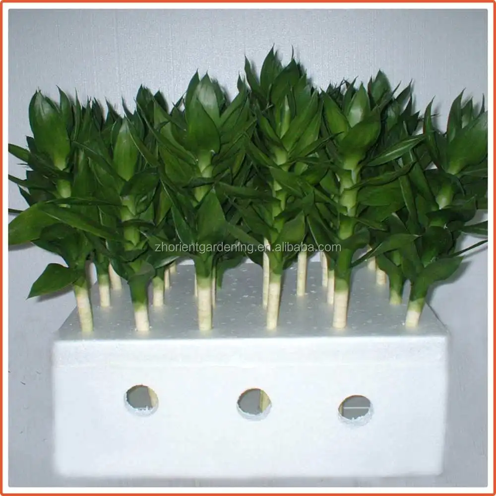 40 см Лотос счастливый бамбук Крытый драцена сандриана водные растения садовое украшение