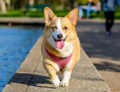 Pigeon GPS tracking device long standby time cradle charging pet gps