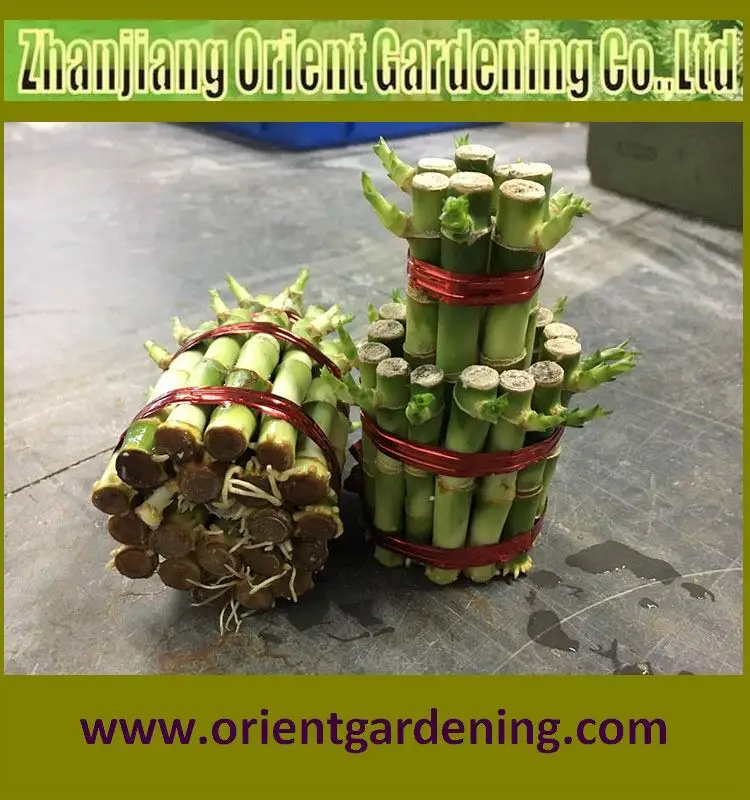 2-tier tower lucky bamboo bonsai dracaena sanderiana indoor decorative plants