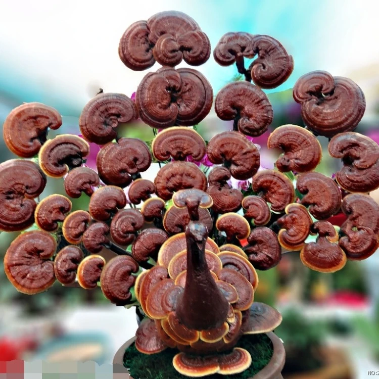 
Enhance Immunity Herbs Ganoderma Lucidum Spore Powder 