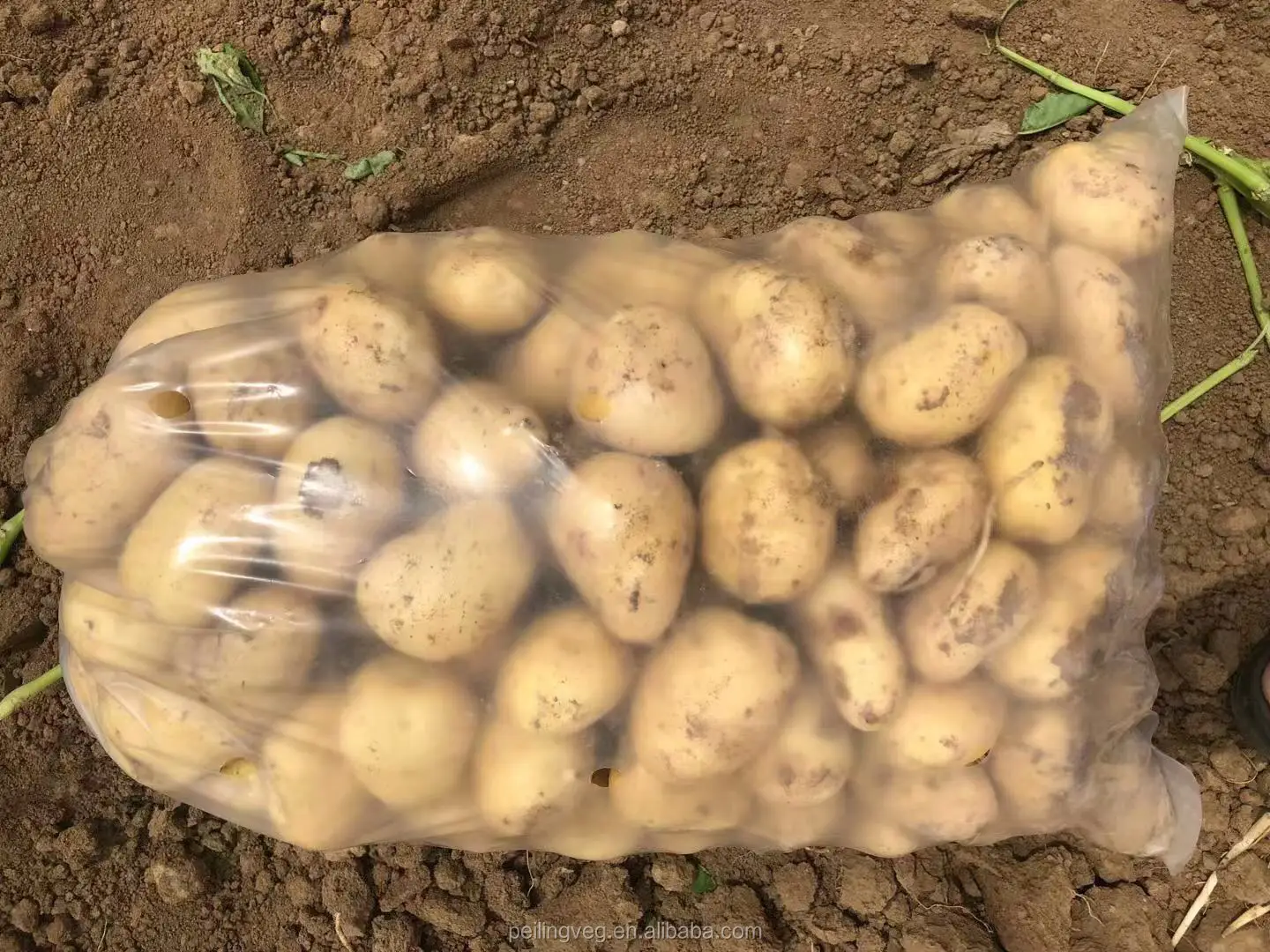 2018 свежий картофель, китайская фабрика