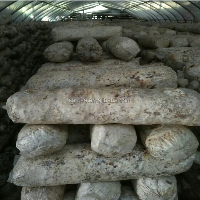Edible Fungus Flower Shiitake Mushroom Bag Mycelium Spawn Shiitake Spawn Growing Log