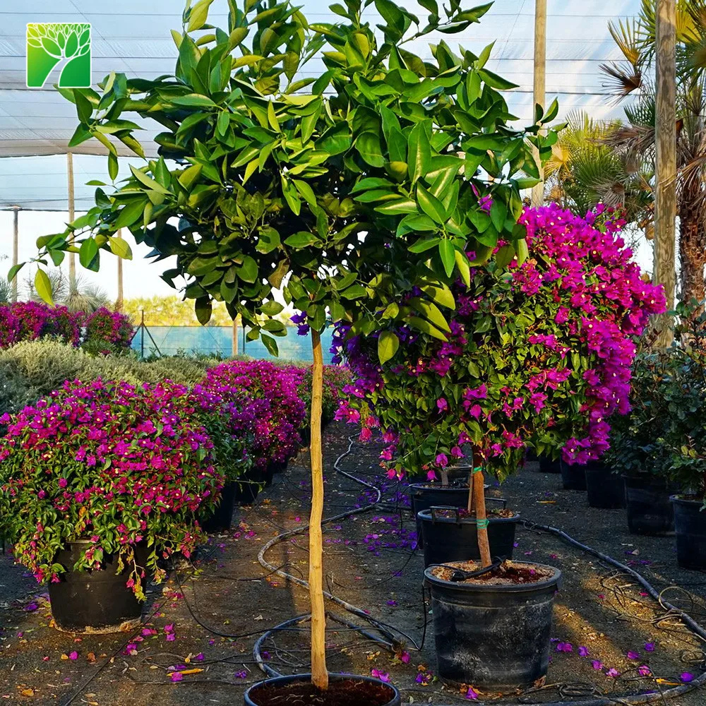 
Экспозиция на солнце, саженцы уншу Микан, фруктовые деревья, цитрусовые Уншиу 