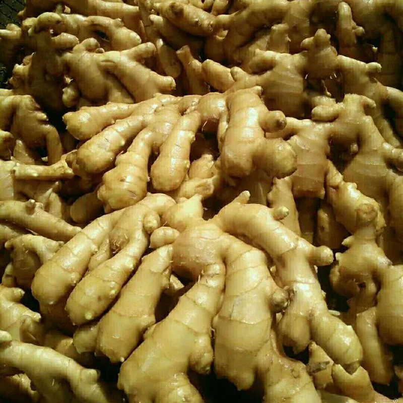 Factory Wholesale 2018 New Crop below market price for fresh ginger