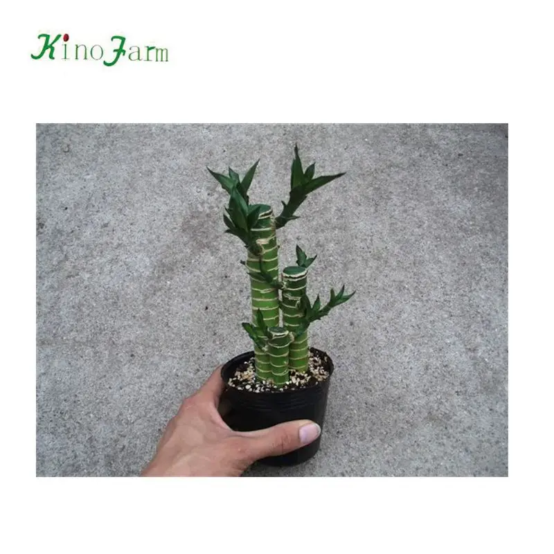 
 Высокое качество, оптовая продажа, счастливый бамбук, цена  