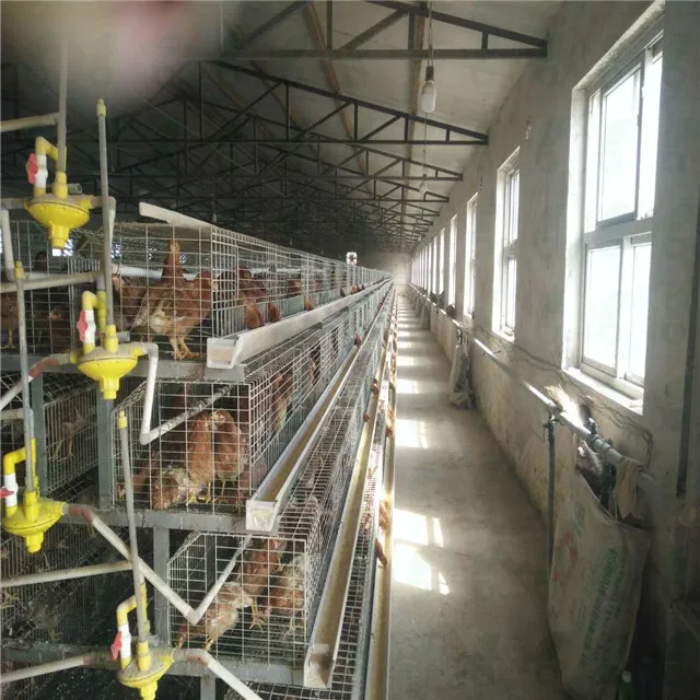 
 Автоматическая курица Несушка батареи клетки системы оборудования  