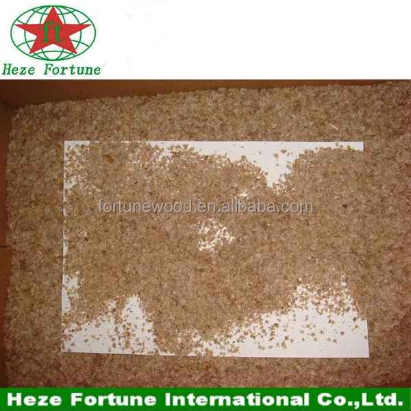 
Fast growing rate paulownia shan tong seeds 