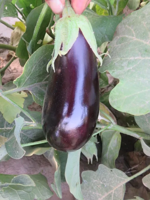
Suntoday black beauty Bulb Eggfruit vegetable f1 hybrid Eggplant seeds 5gr/bag=1000seeds 