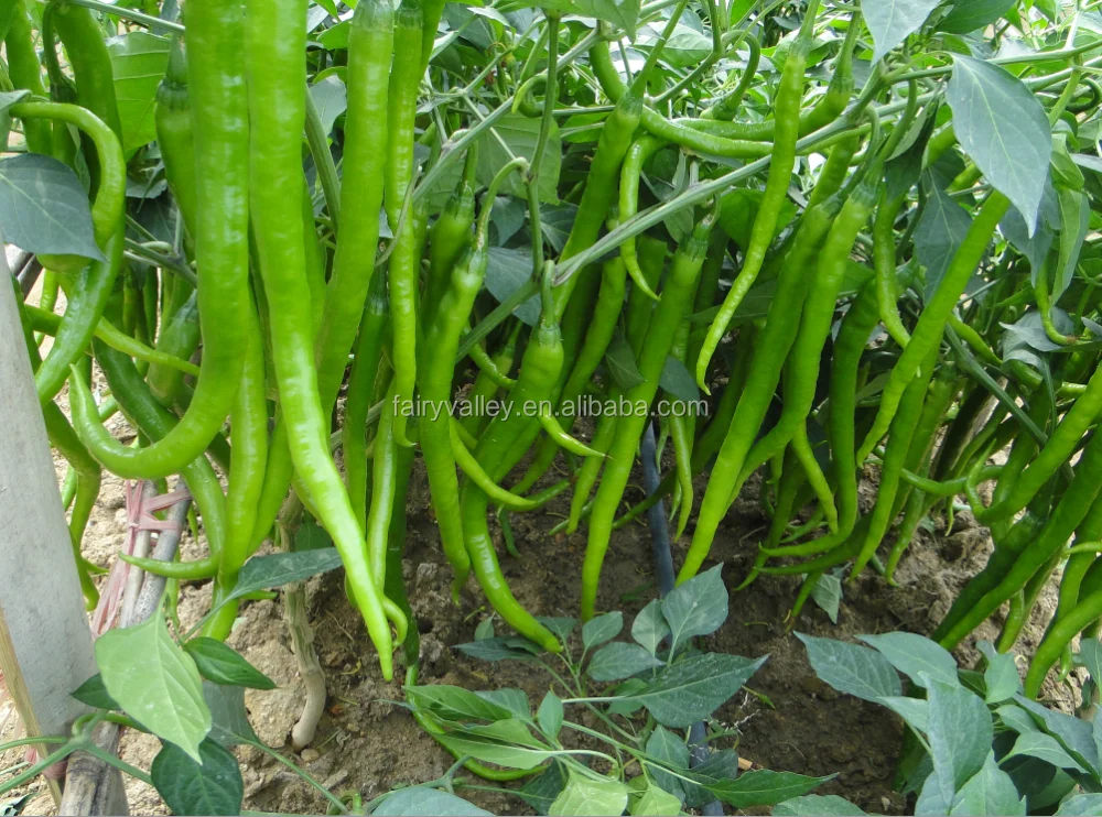 Семена гибридного перца-длинный прямой