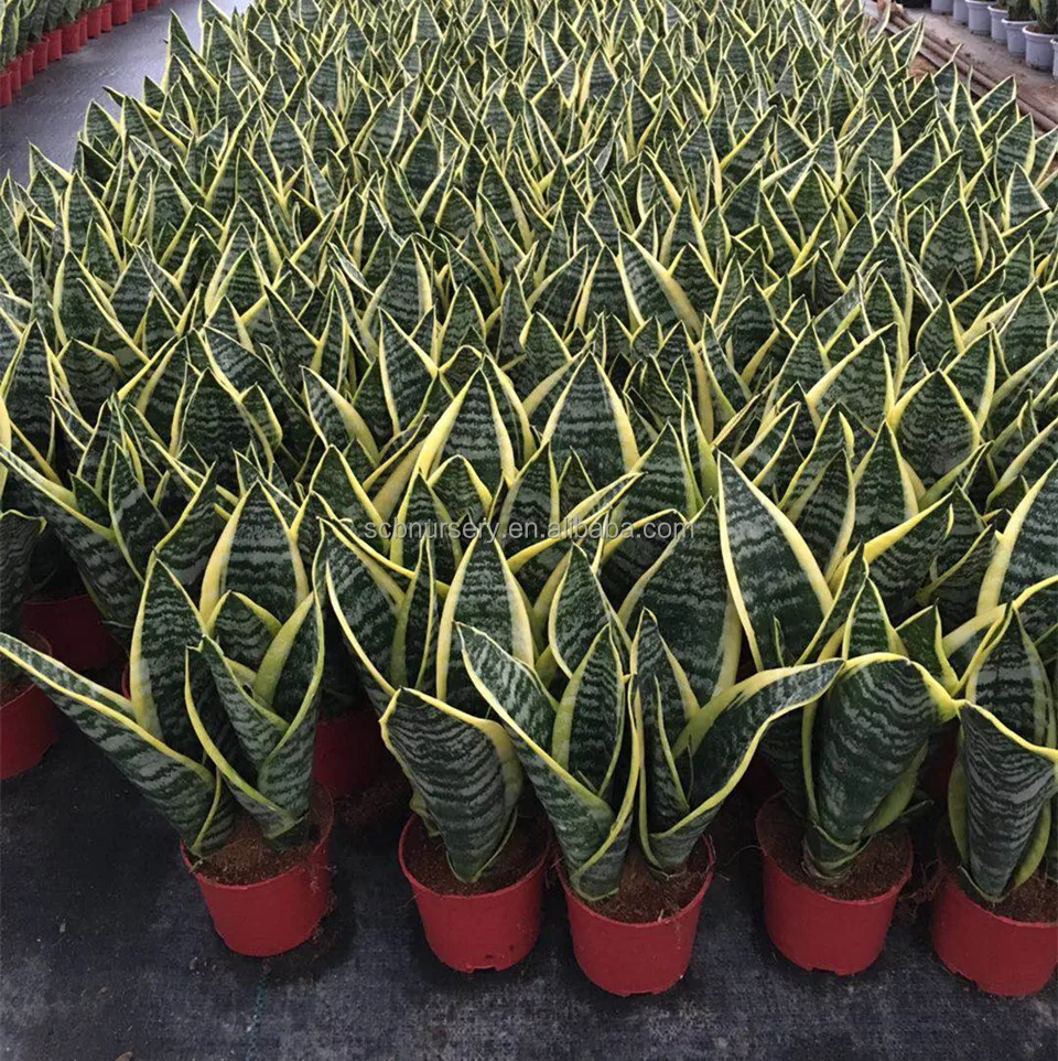 
Sansevieria trifasciata Prain indoor plant nursery supplier 